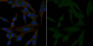 Anti-PP2A, C subunit Antibody, clone 1D6, Alexa Fluor™ 488 Conjugate clone 1D6, from mouse, ALEXA FLUOR™ 488