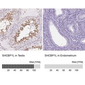 Anti-SHCBP1L antibody produced in rabbit Prestige Antibodies® Powered by Atlas Antibodies, affinity isolated antibody, buffered aqueous glycerol solution