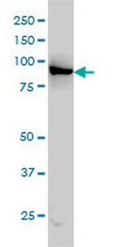 Anti-LEPRE1 Mouse mAb (3C7) liquid, clone 3C7, Calbiochem&#174;