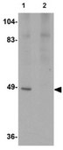 Anti-ATG13 Antibody from rabbit, purified by affinity chromatography