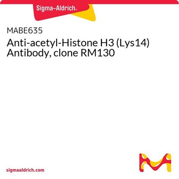 Anti-acetyl-Histone H3 (Lys14) Antibody, clone RM130
