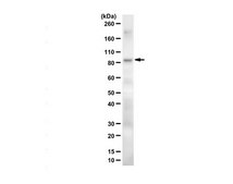 Anti-TDRD3 from rabbit
