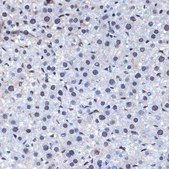 Anti-CDC40 antibody produced in rabbit