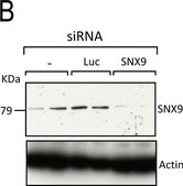 Anti-β-actina monoclonal clone AC-15, purified from hybridoma cell culture