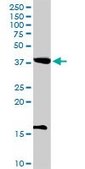 Anti-POFUT1 antibody produced in rabbit purified immunoglobulin, buffered aqueous solution