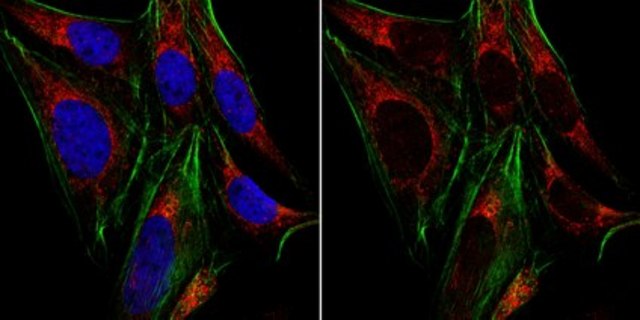 Anti-CEP135 from rabbit