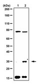 Anti-FGF-20 Antibody from rabbit, purified by affinity chromatography