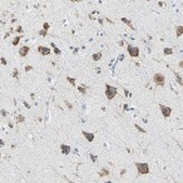 Anti-PLCXD1 antibody produced in rabbit Prestige Antibodies® Powered by Atlas Antibodies, affinity isolated antibody, buffered aqueous glycerol solution