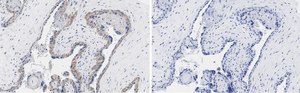 Anti-PD-L1/CD274 Antibody, clone 3O12 ZooMAb® Rabbit Monoclonal recombinant, expressed in HEK 293 cells