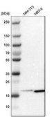 Anti-ARPC3 antibody produced in rabbit Prestige Antibodies® Powered by Atlas Antibodies, affinity isolated antibody, buffered aqueous glycerol solution