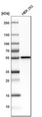 Anti-DTNBP1 antibody produced in rabbit Prestige Antibodies® Powered by Atlas Antibodies, affinity isolated antibody, buffered aqueous glycerol solution, ab3