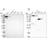 Anti-PLCB3 antibody produced in rabbit Prestige Antibodies® Powered by Atlas Antibodies, affinity isolated antibody, buffered aqueous glycerol solution