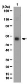Anti-RING finger protein 8 Antibody from rabbit, purified by affinity chromatography