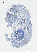 Anti-SOX-9 Antibody, clone 2B10, ZooMAb® Rabbit Monoclonal recombinant, expressed in HEK 293 cells