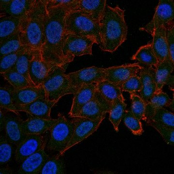 Anti-Src Antibody, clone GD11, Alexa Fluor&#8482; 488 conjugate clone GD11, from mouse, ALEXA FLUOR&#8482; 488