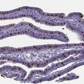 Anti-FOXJ1 antibody produced in rabbit Prestige Antibodies® Powered by Atlas Antibodies, affinity isolated antibody, buffered aqueous glycerol solution