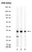 抗Aspa/Nur7抗体 from rabbit, purified by affinity chromatography