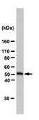 Anti-GABAA Receptor α1 Antibody Upstate®, from rabbit