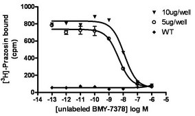 ChemiSCREEN Membrane Preparation Recombinant Human α1D Adrenergic Receptor with N-terminal truncation Human alpha1D GPCR membrane preparation for Radioligand binding Assays &amp; GTPγS binding.