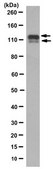 Anti-DDR2 Antibody, clone 2B12.1 clone 2B12.1, from mouse