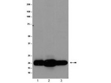Anti-Ras Antibody, (K-, H-, N-), clone 9A11.2 clone 9A11.2, Upstate®, from mouse
