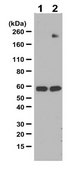Anti-Phosphotyrosine Antibody Upstate®, from rabbit