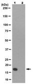 Anti-phospho Histone H3 (Thr11) Antibody, clone N123/48 clone N123/48, 0.5 mg/mL, from mouse