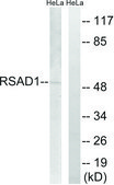 Anti-RSAD1 antibody produced in rabbit affinity isolated antibody