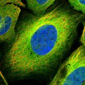 Anti-MAP4K5 antibody produced in rabbit Prestige Antibodies® Powered by Atlas Antibodies, affinity isolated antibody, buffered aqueous glycerol solution