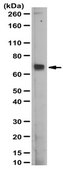 Anti-NUB1 Antibody serum, from rabbit