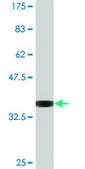 Monoclonal Anti-TRIP6, (N-terminal) antibody produced in mouse clone 3D12, purified immunoglobulin, buffered aqueous solution