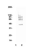 Anti-phospho-Ser/Thr-Pro MPM-2 Antibody, Cy5 conjugate Upstate®, from mouse