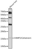 Anti-VAMP3/Cellubrevin Antibody, clone 2H8R8, Rabbit Monoclonal