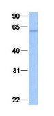 Anti-ISYNA1 antibody produced in rabbit affinity isolated antibody