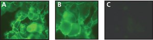 Anti-Phosphotyrosine antibody produced in rabbit 0.5 mg/mL, affinity isolated antibody, buffered aqueous solution