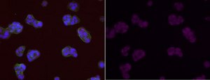 Anti-MGMT Antibody, clone MT 3.1, Alexa Fluor™ 647 Conjugate clone MT3.1, from mouse, ALEXA FLUOR™ 647