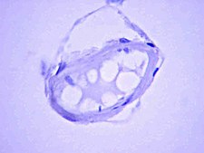 Anti-APP A4 Antibody, a.a. 66-81 of APP (NT) antibody produced in mouse clone 22C11