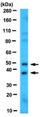 抗CADM1抗体 from rabbit, purified by affinity chromatography