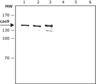 Anti-CRISPR/Cas9 antibody, Mouse monoclonal clone 7A9-3A3, purified from hybridoma cell culture