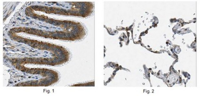 Anti-Endoplasmin GRP94 Antibody, clone 10C1.2 clone 10C1.2, from mouse