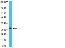 Anti-Giα2 Antibody, clone L5 clone L5, from mouse
