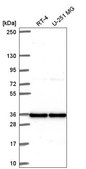Anti-ATP6V1C1 antibody produced in rabbit Prestige Antibodies® Powered by Atlas Antibodies, affinity isolated antibody
