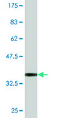 Monoclonal Anti-ESD antibody produced in mouse clone 1E1, purified immunoglobulin, buffered aqueous solution