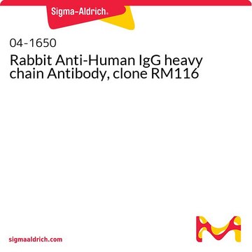 Rabbit Anti-Human IgG heavy chain Antibody, clone RM116