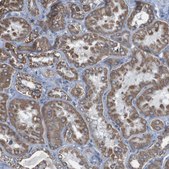 Anti-CISD2 antibody produced in rabbit Prestige Antibodies® Powered by Atlas Antibodies, affinity isolated antibody, buffered aqueous glycerol solution