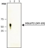 Anti-VGLUT2 (HY-19) antibody produced in rabbit IgG fraction of antiserum, buffered aqueous solution
