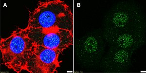 Anti-PPARδ Antibody, clone 1I8 ZooMAb® Rabbit Monoclonal recombinant, expressed in HEK 293 cells