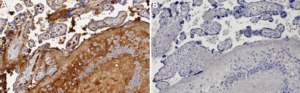 Anti-FGA Antibody, clone 4F6 ZooMAb® Rabbit Monoclonal recombinant, expressed in HEK 293 cells