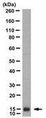 Anti-Neurophysin 2/NP-AVP Antibody, clone PS 45 clone PS 45, from mouse