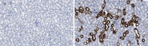 Anti-Calbindin D-28K clone 1A11 Antibody, ZooMAb® Rabbit Monoclonal recombinant, expressed in HEK 293 cells
